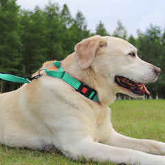 Joytale martingale collar teal at night with reflective trim for visibility