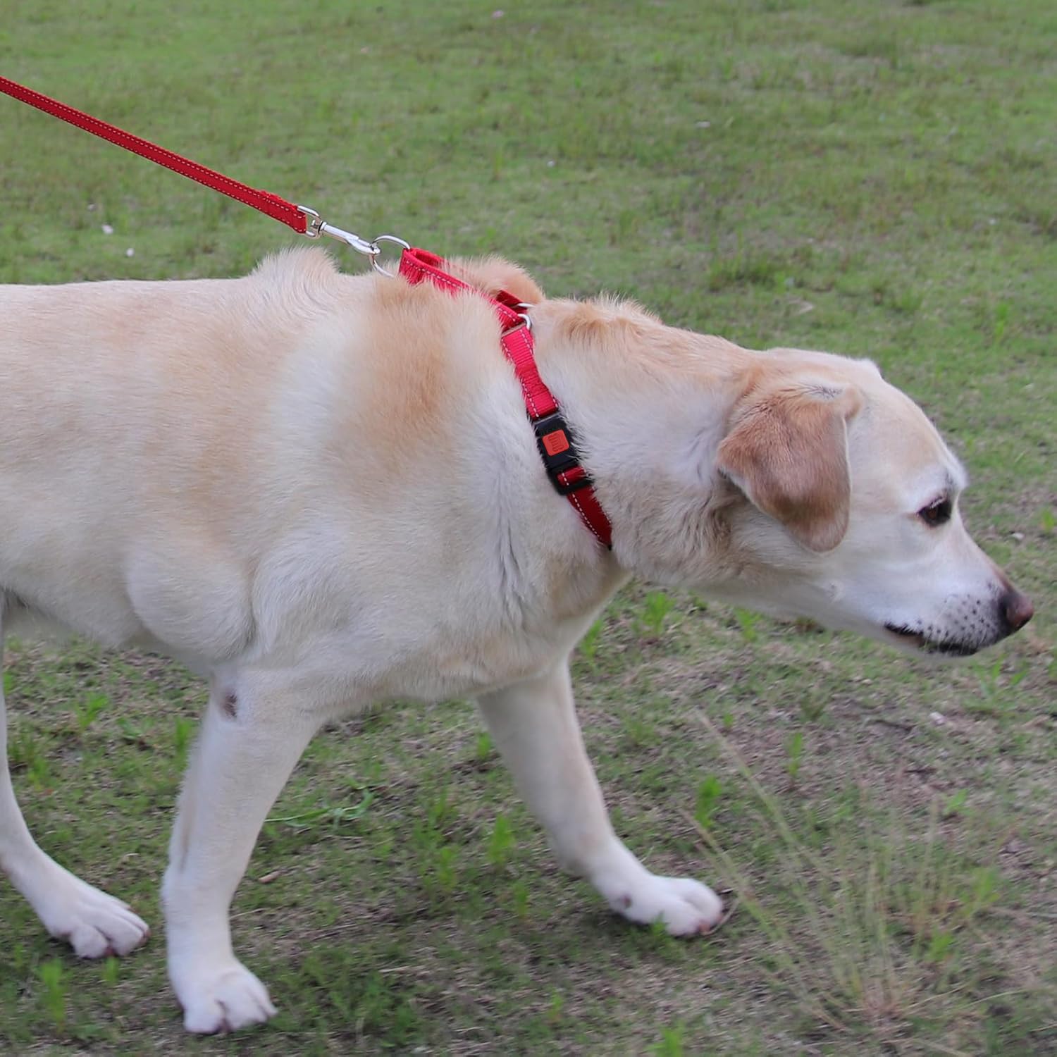 Joytale Martingale Collar training session image emphasizes gentler correction during practice.