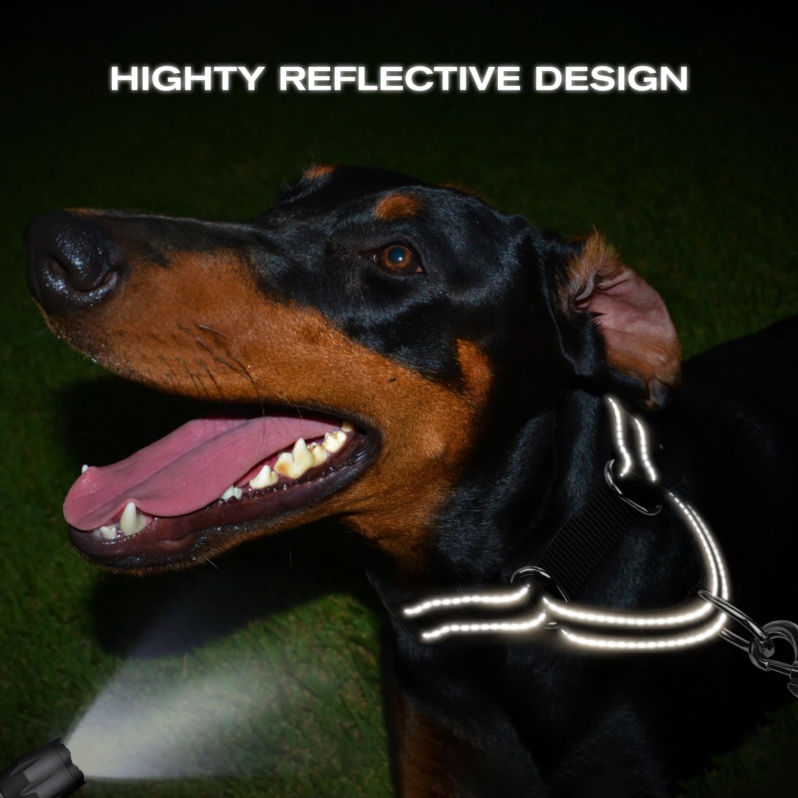 Joytale martingale collar on a dog during night walk for high visibility