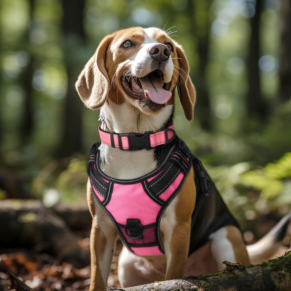Joytale neoprene-padding dog collar for comfortable wear