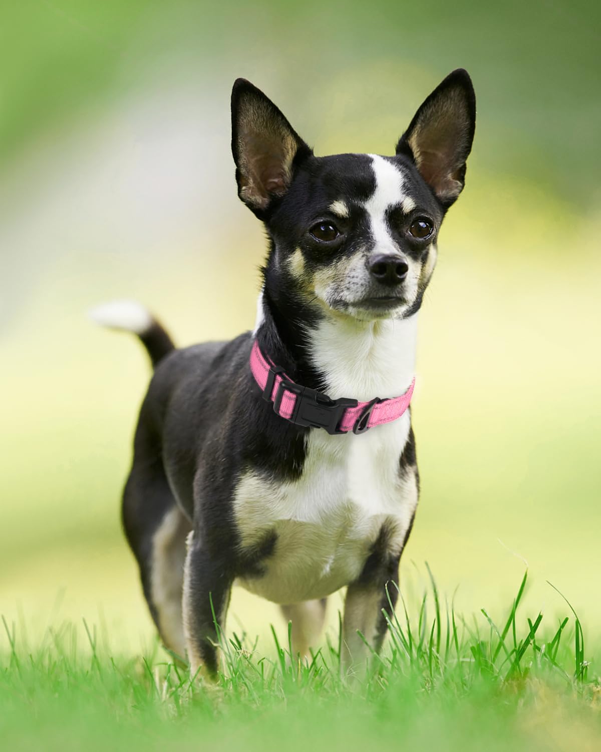 Joytale neoprene padded dog collar provides comfortable padding during long walks