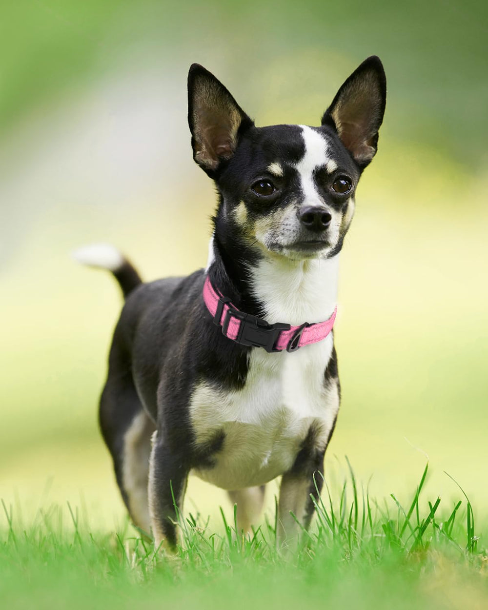 Joytale neoprene padded dog collar provides comfortable padding during long walks