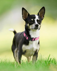 Joytale neoprene padded dog collar provides comfortable padding during long walks