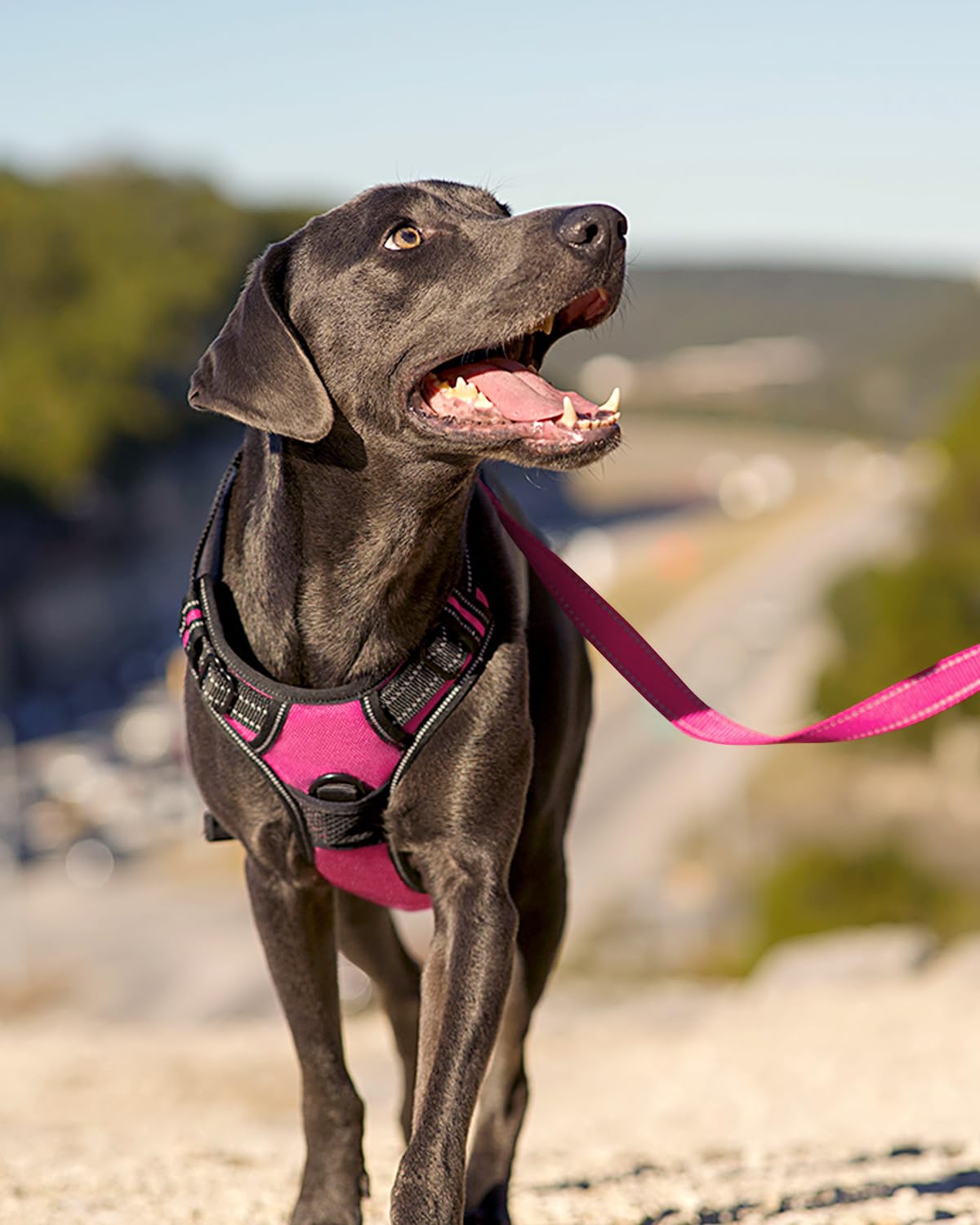 Joytale reflective strips boost visibility during dusk or nighttime walks.