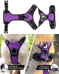 Joytale no-pull harness back clip for traditional leash setup.