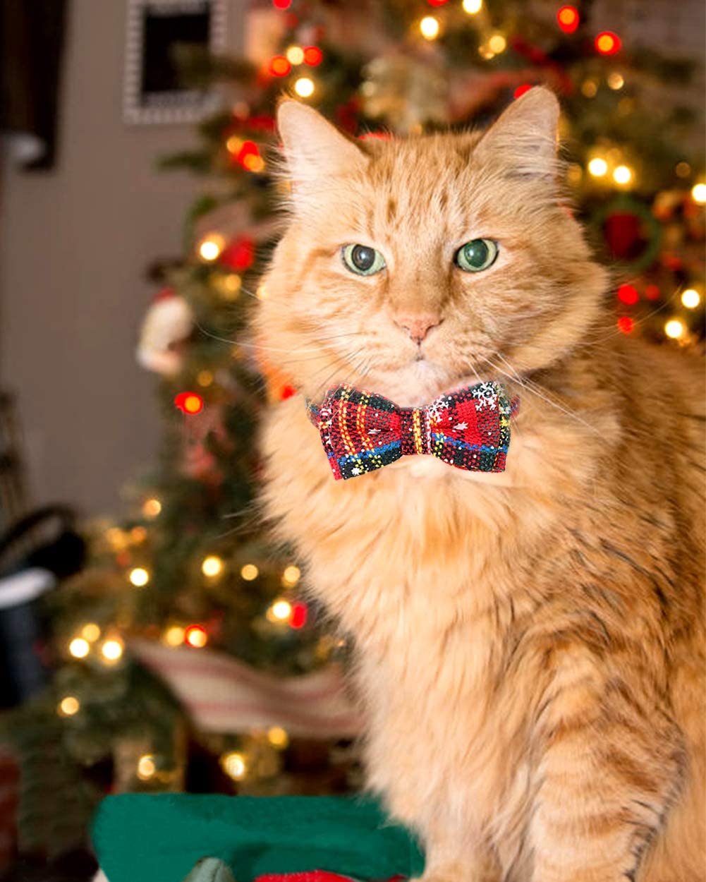 Joytale packaging and design-ready collar for gift-worthy holiday presentation