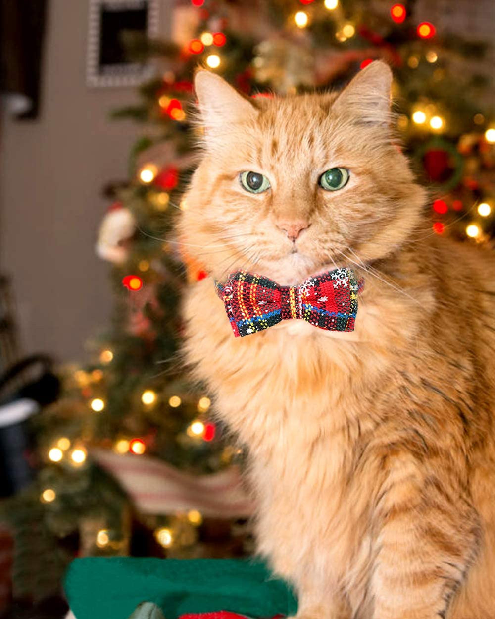 Joytale packaging and design-ready collar for gift-worthy holiday presentation