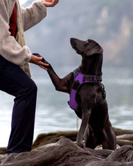 Joytale padded nylon-oxford harness highlighting durable comfort during daily strolls