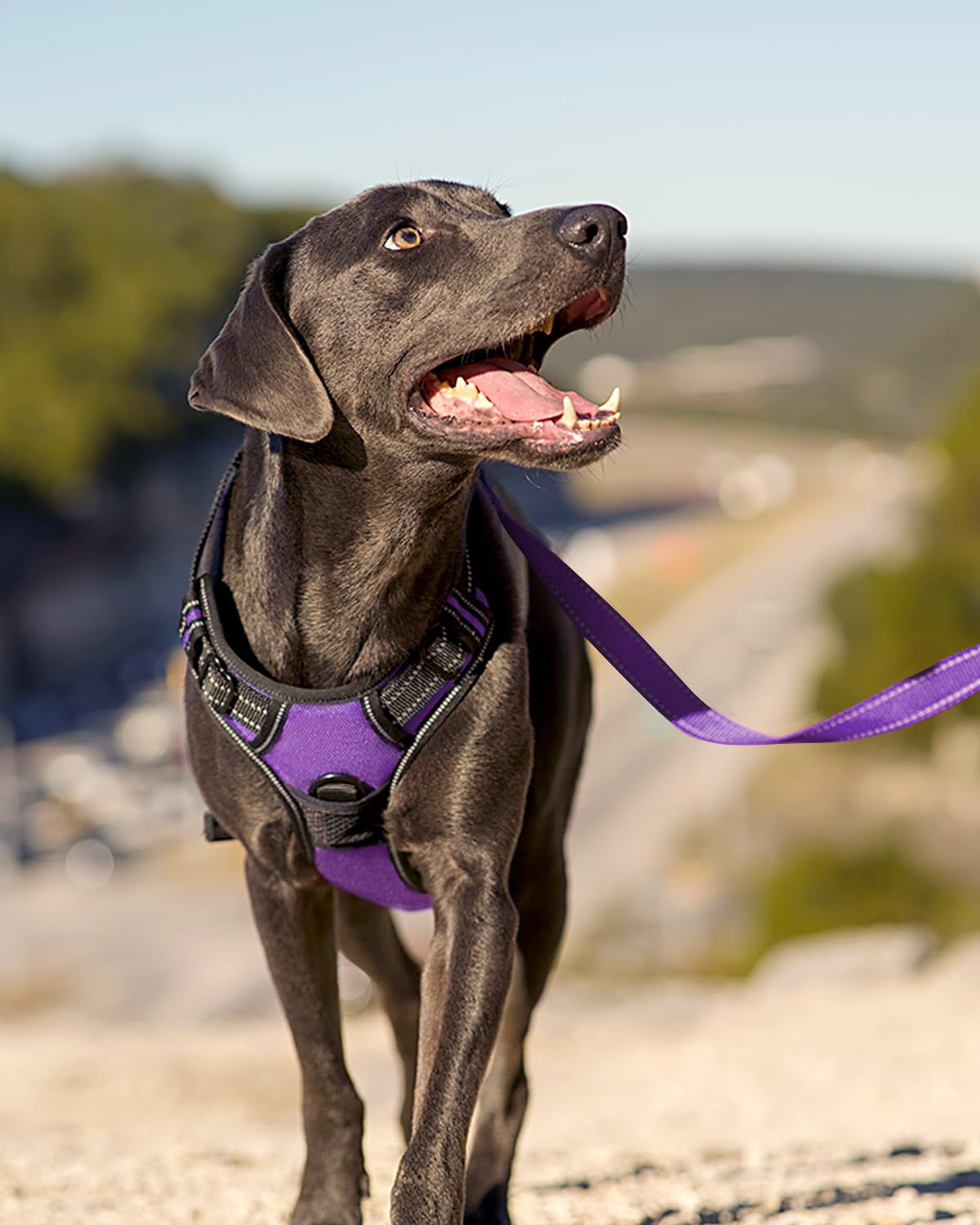 Joytale padded vest inner mesh provides dog comfort during wear.