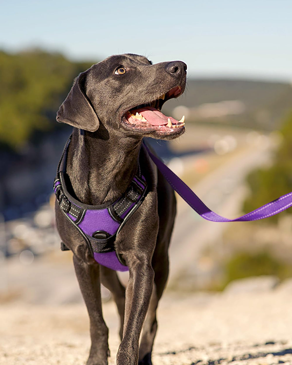 Joytale padded vest inner mesh provides dog comfort during wear.
