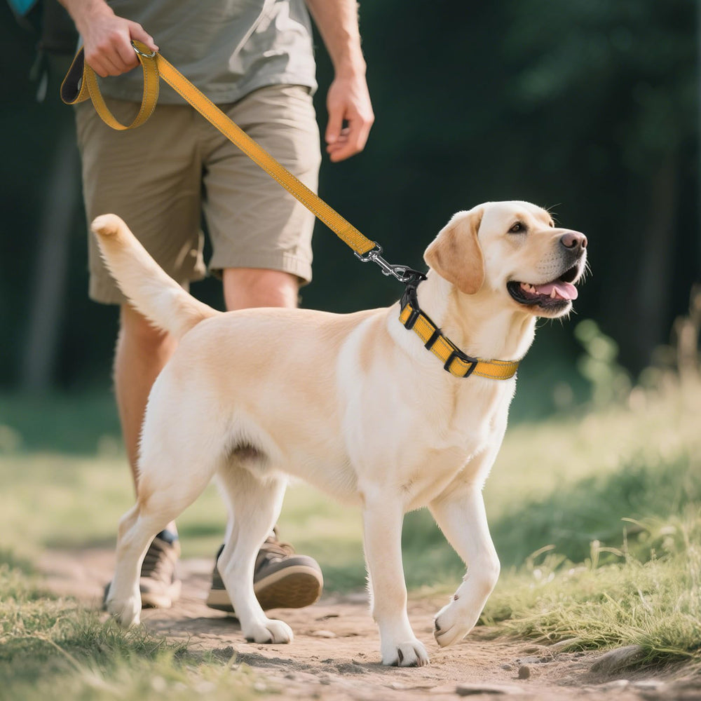 Joytale Reflective Dog Collar ideal for large dogs during hiking and swimming adventures