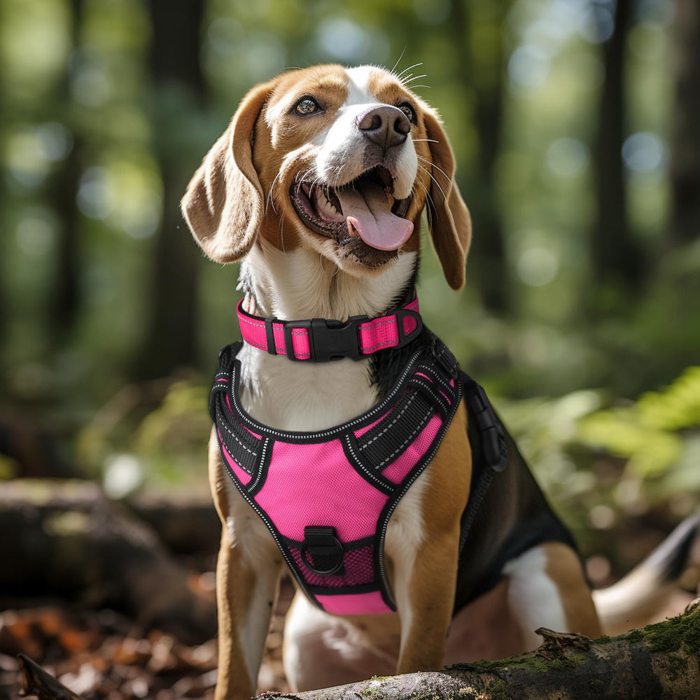 Joytale reflective dog collar metal D-ring ensures secure leash attachment