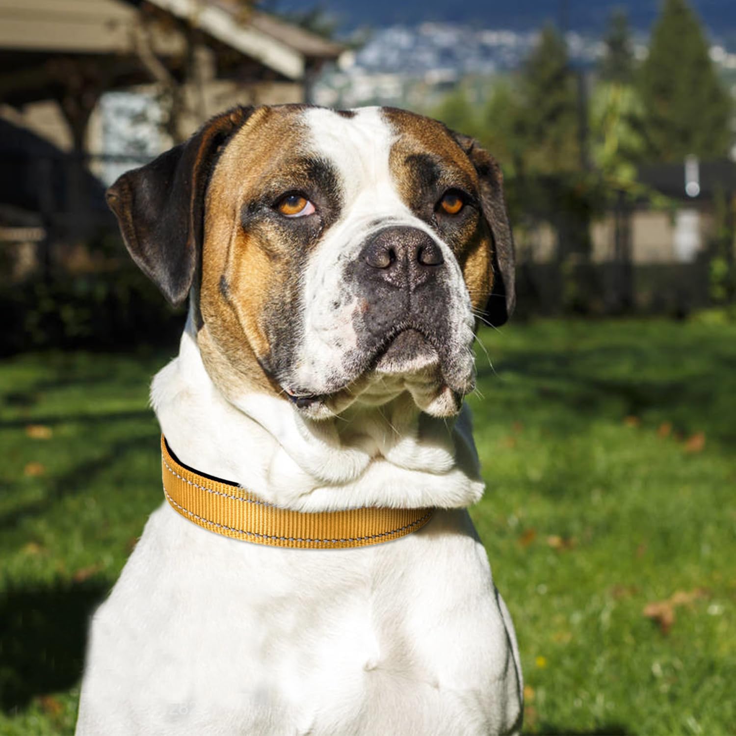 Joytale Reflective Dog Collar night visibility thread for safer evening walks