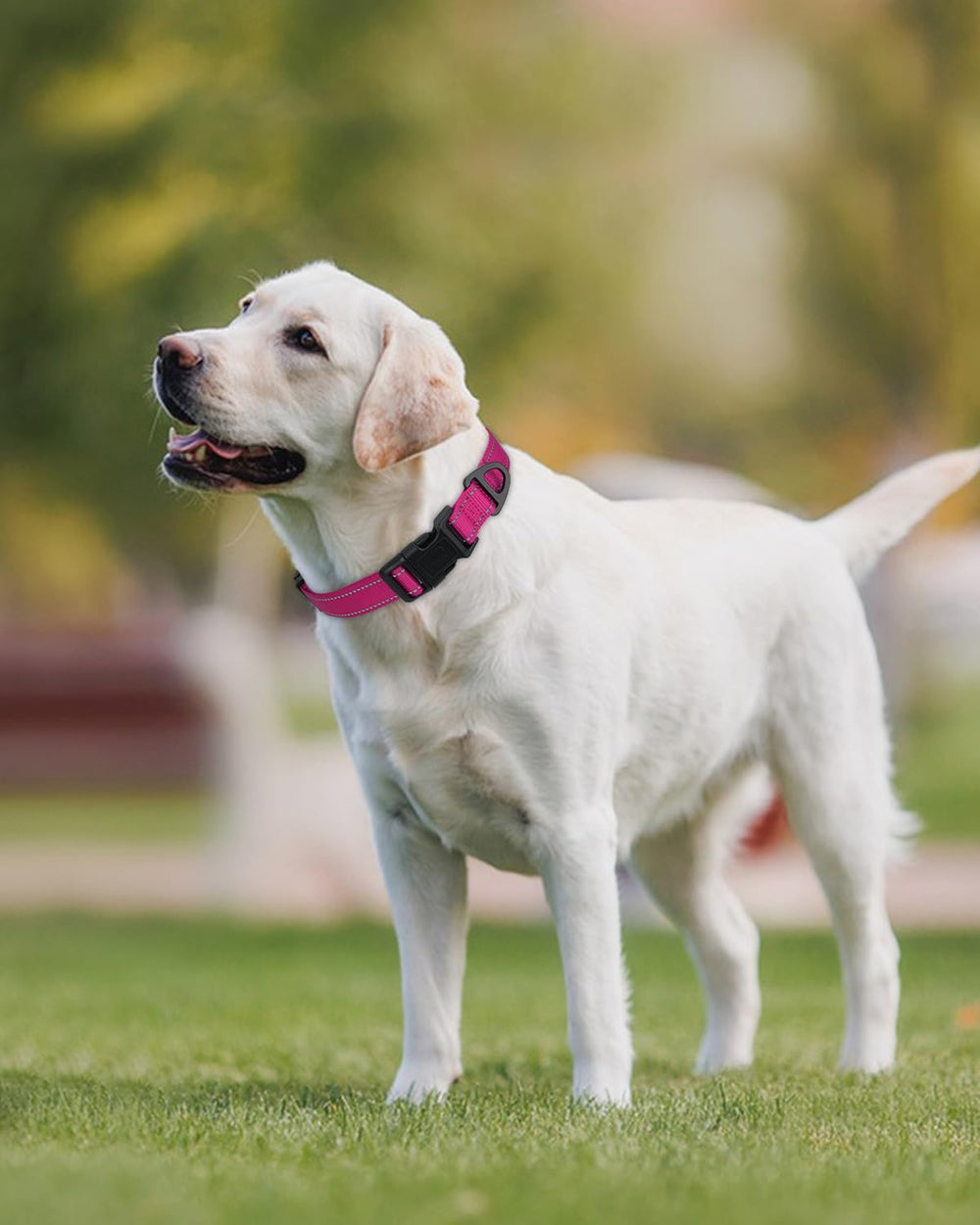 Joytale reflective dog collar night walk glow enhances safety