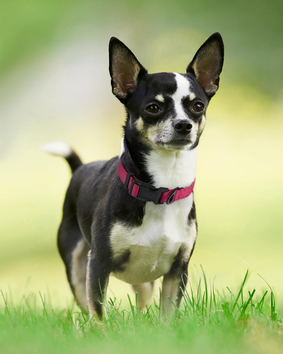 Joytale reflective dog collar outdoor adventure-ready for hiking and swimming.