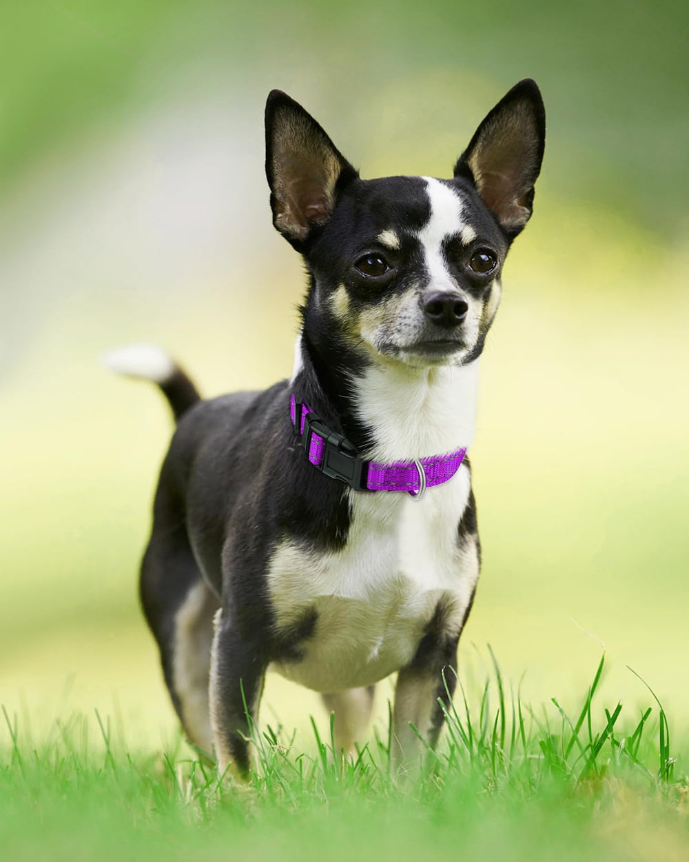 Joytale small-dog fit shown in walking scene emphasizes lightweight comfort.