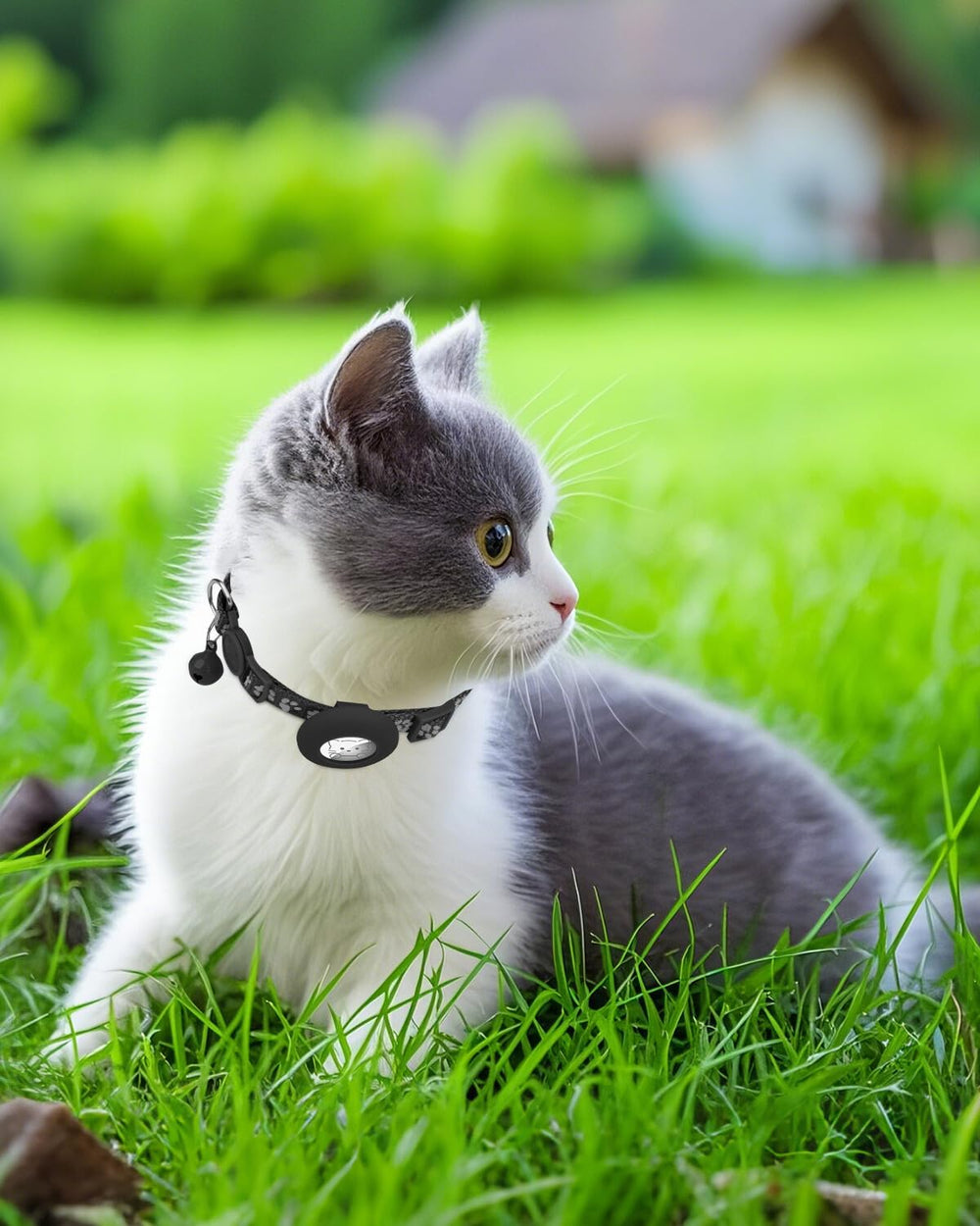 Joytale two-pack cat collars offers convenient backup options for multi-pet households.