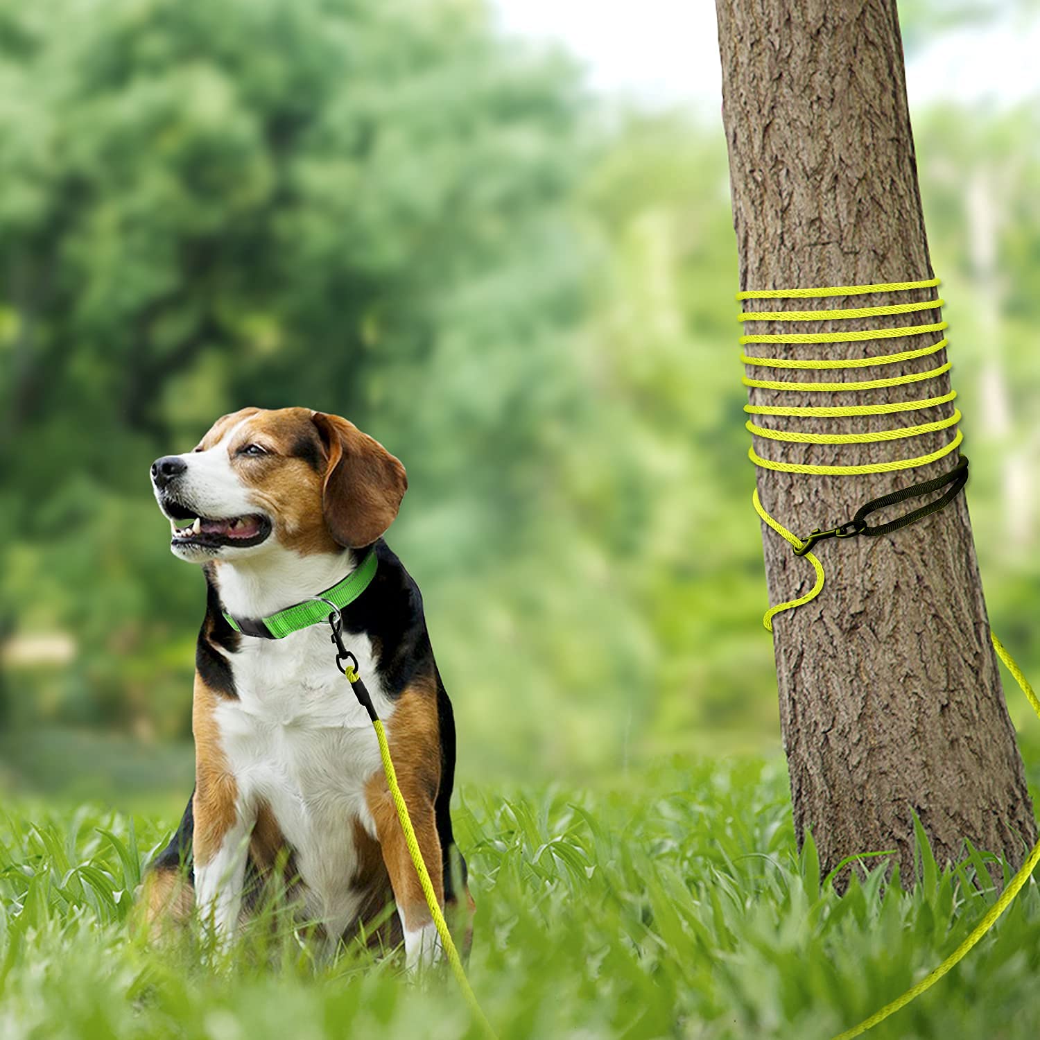 Joytale yellow recall-leash helps visibility and versatile outdoor training.