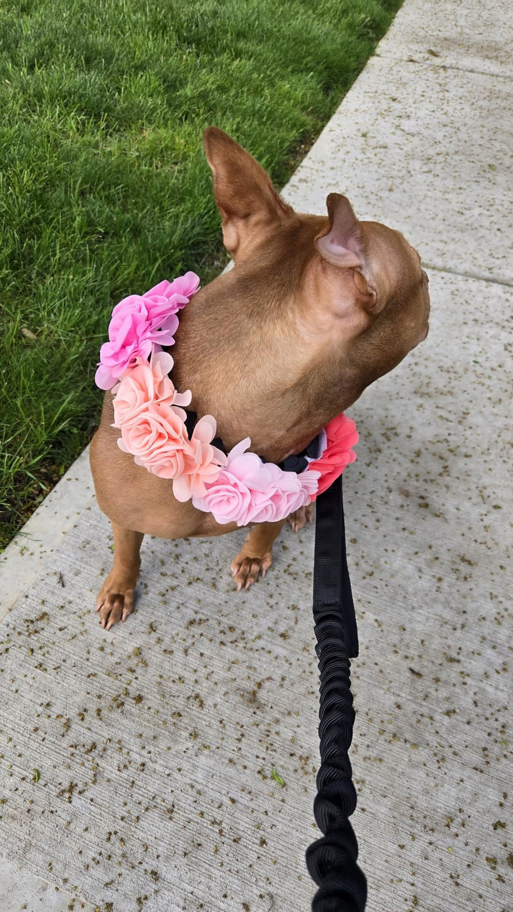 JpGdn dog collar flower attachments for gifting in shops.