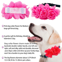 JpGdn flower dog collar red creates bold, playful looks.