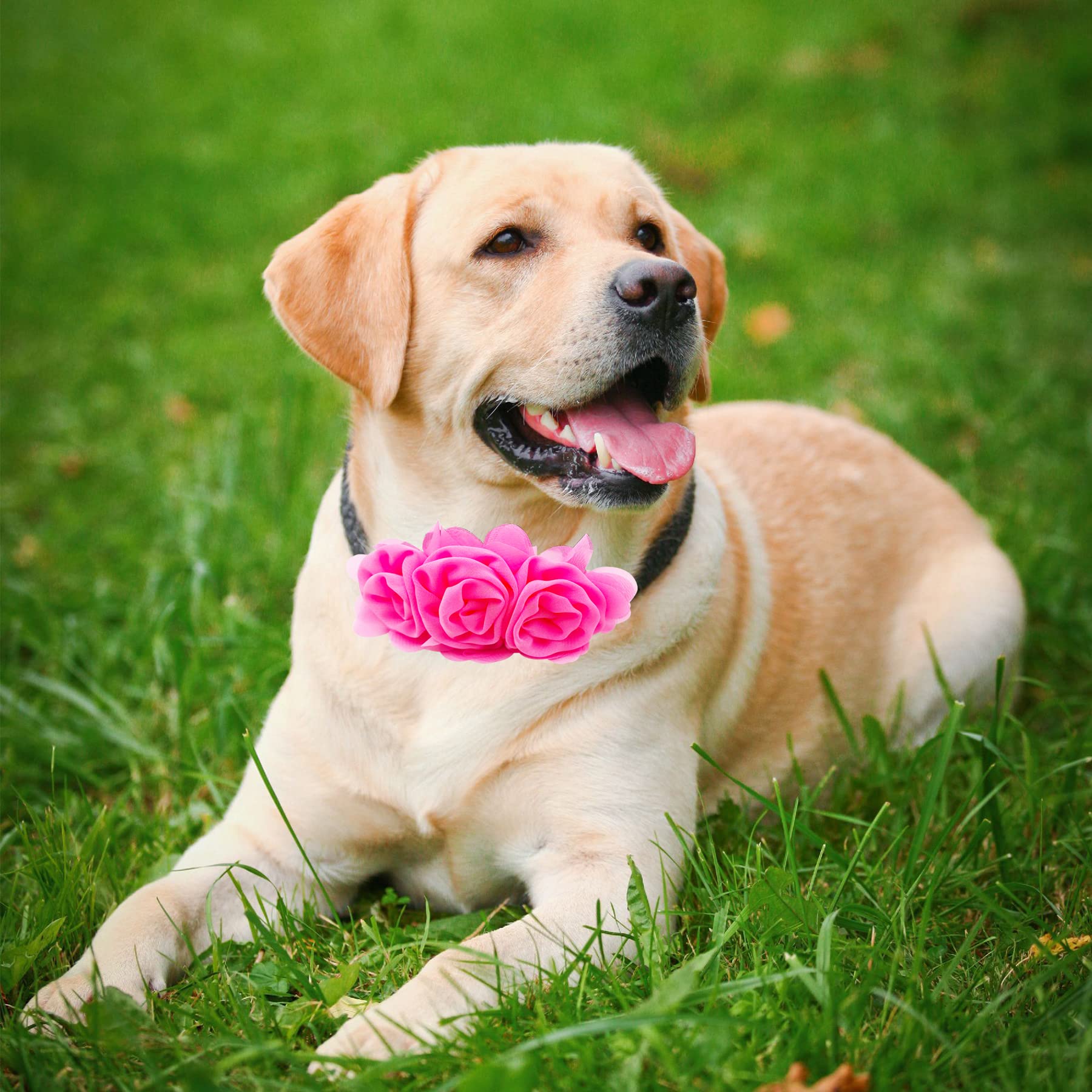 JpGdn large floral collar set ideal for photo shoots and events.
