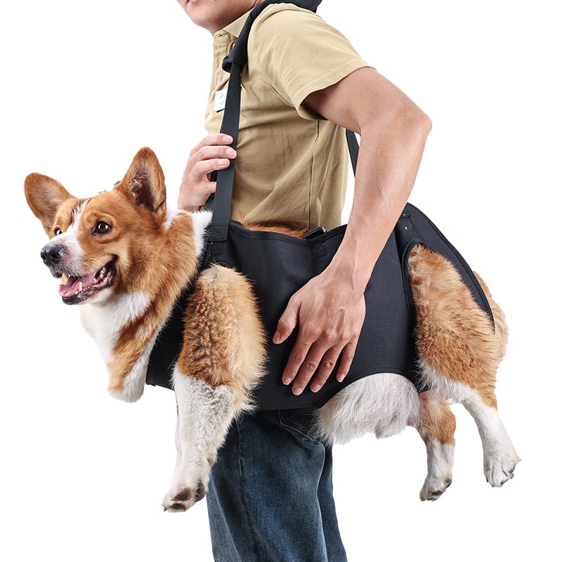Jranter full body lift harness on a dog during a walk for stable lifting