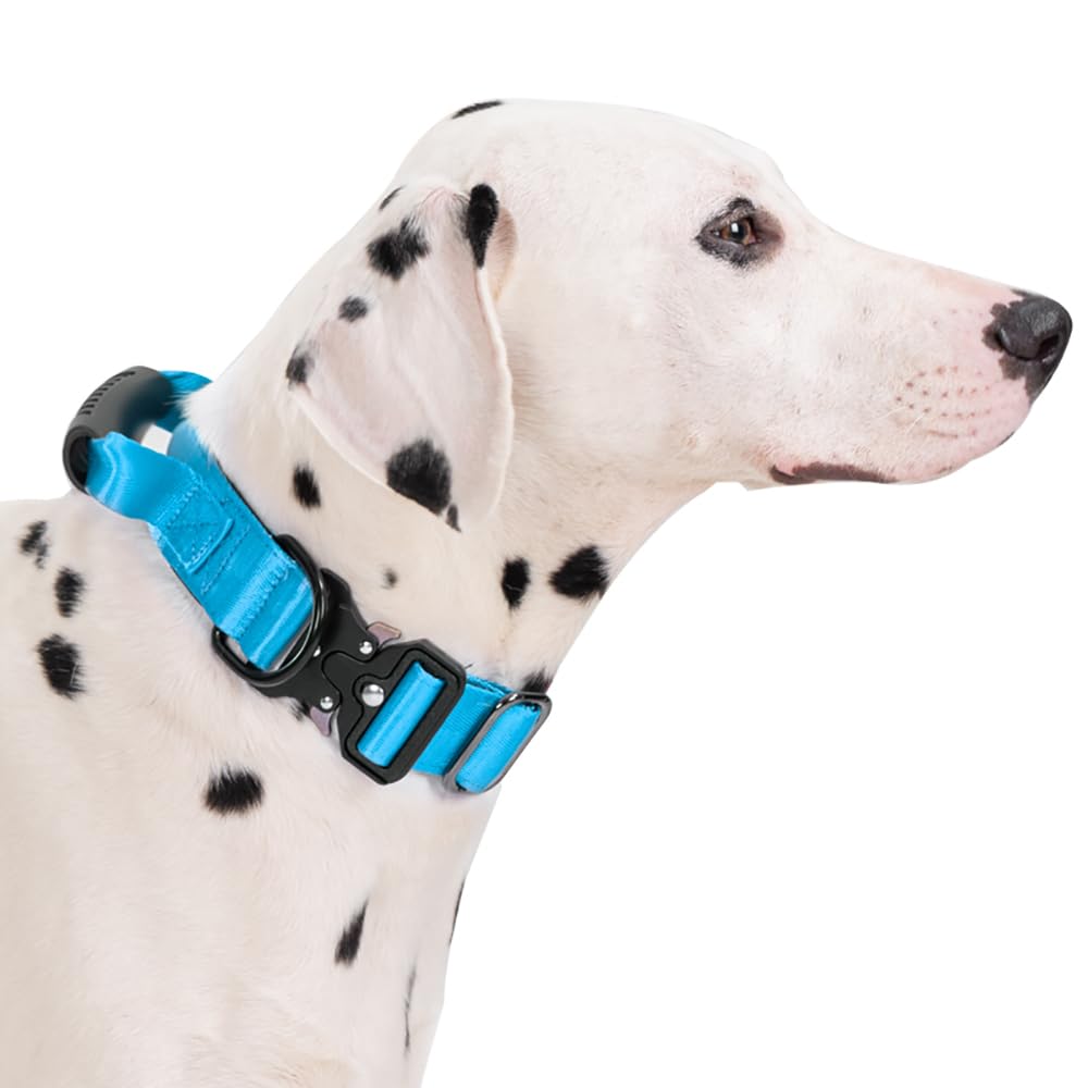 JSXD D-ring leash attachment supports reliable daily walks.
