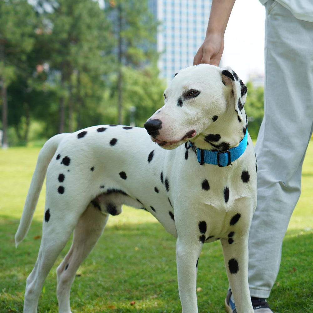 JSXD collar ideal for walking, training, and outdoor adventures.