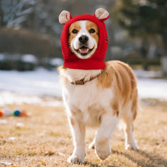 Dog wearing JTYKUYR ear muffs during a winter walk with secure fit
