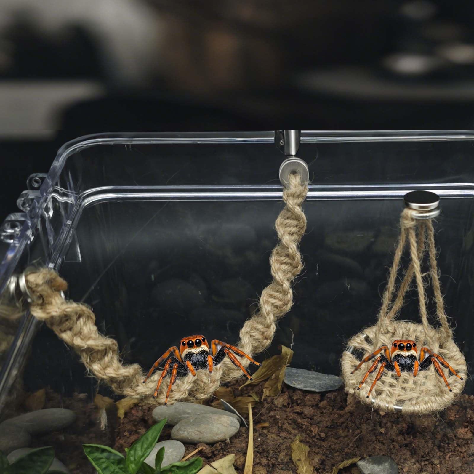 Jumping Spider Rope Bridge length of 24.5 cm for versatile setups.