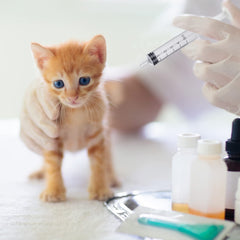 Jutom clear kitten syringe 10 ml allows medium-volume kitten feeds