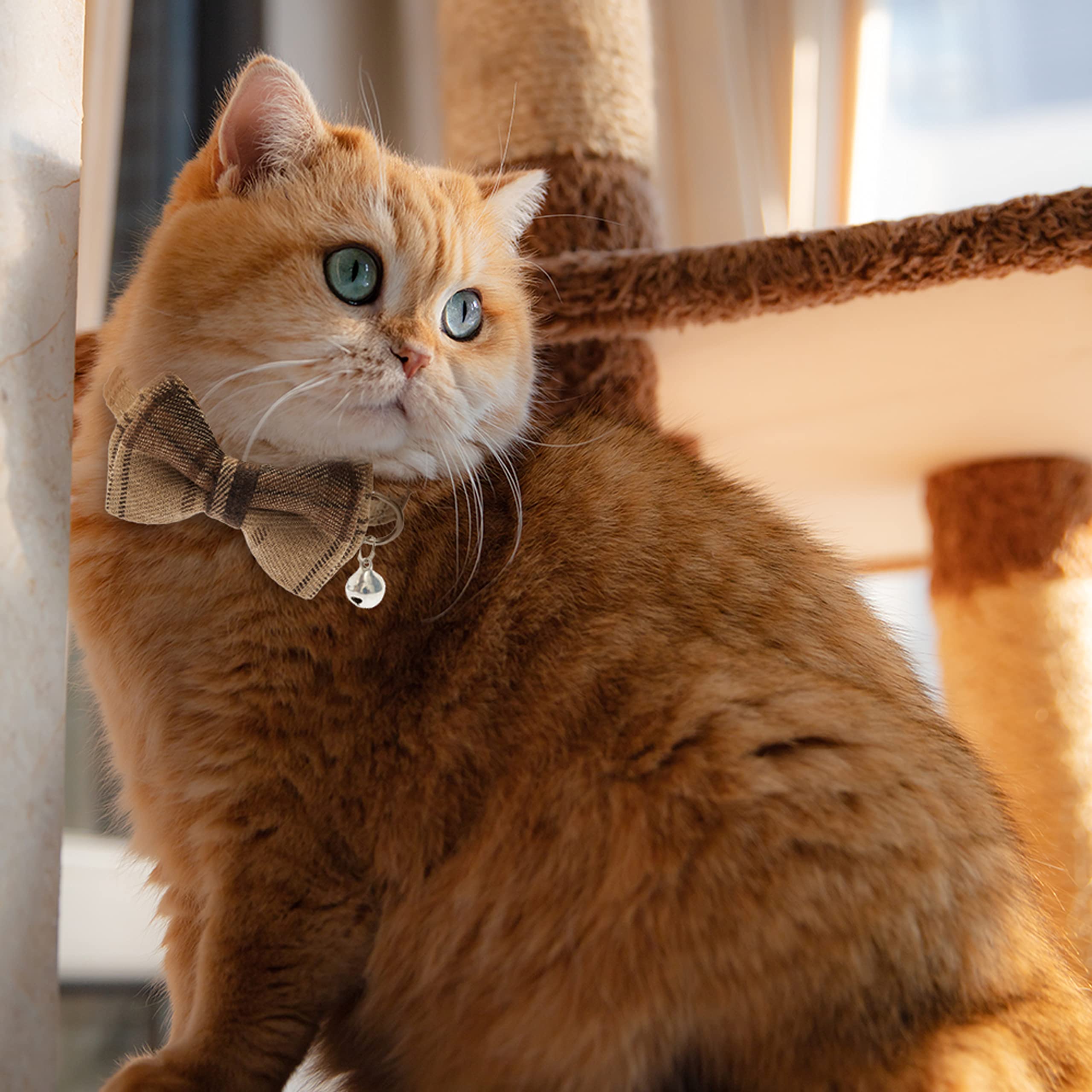 JVVGPET cat collar on-cat-walk image suggests daily wear confidence