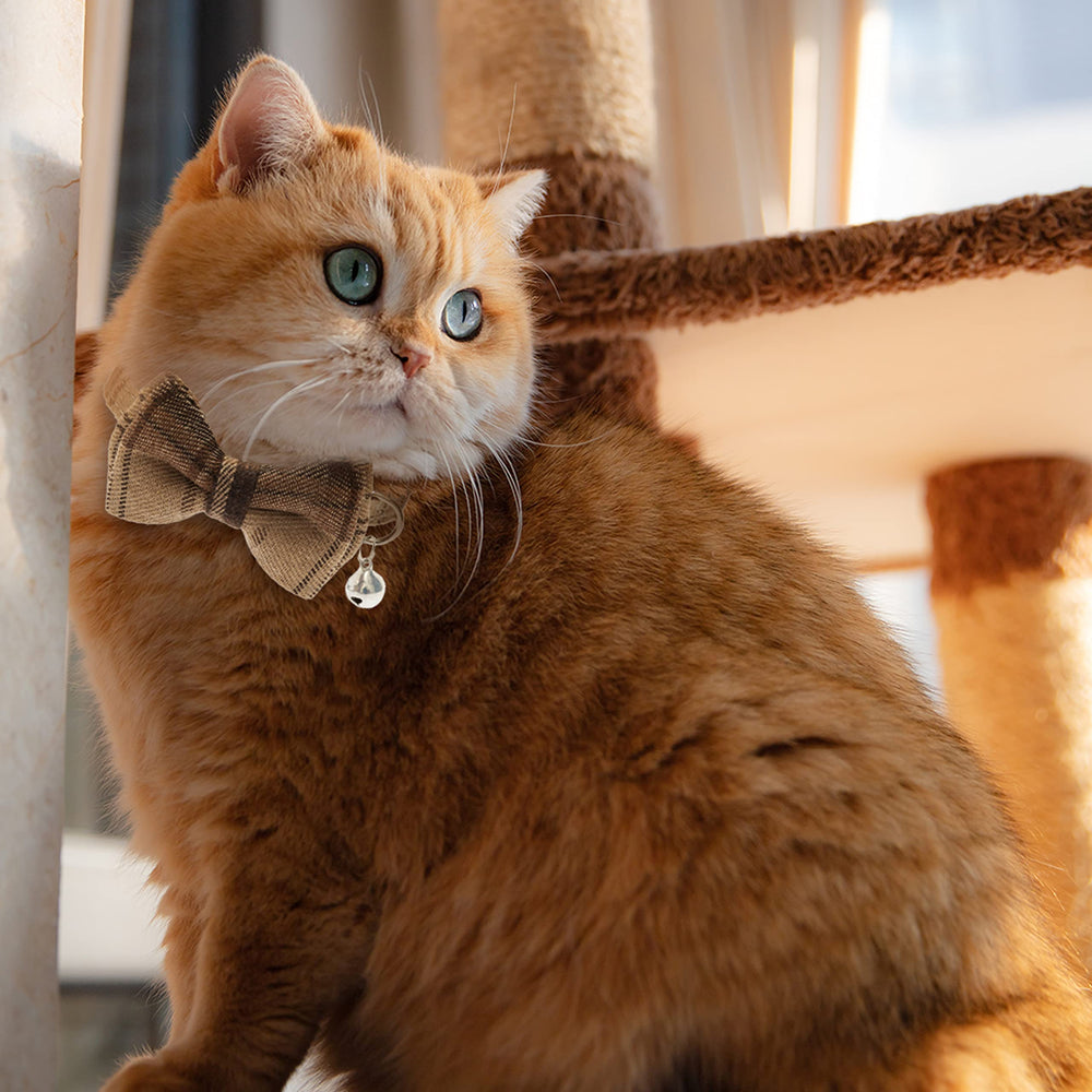 JVVGPET cat collar on-cat-walk image suggests daily wear confidence