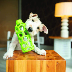 JW Pet Hol-ee Bottle Toy in action promotes safe chewing and interactive play.