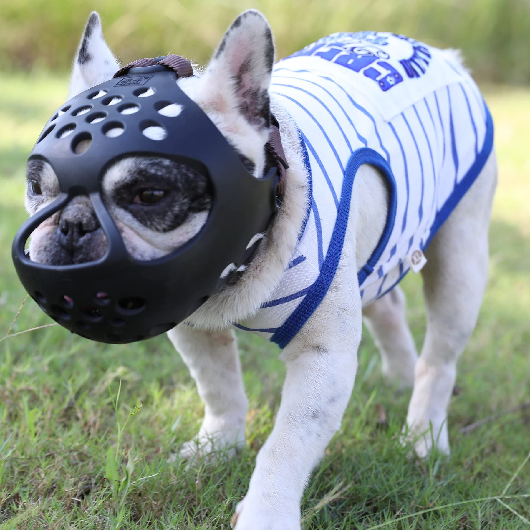 JYHY short snout muzzle in black, breathable and comfortable for daily wear.