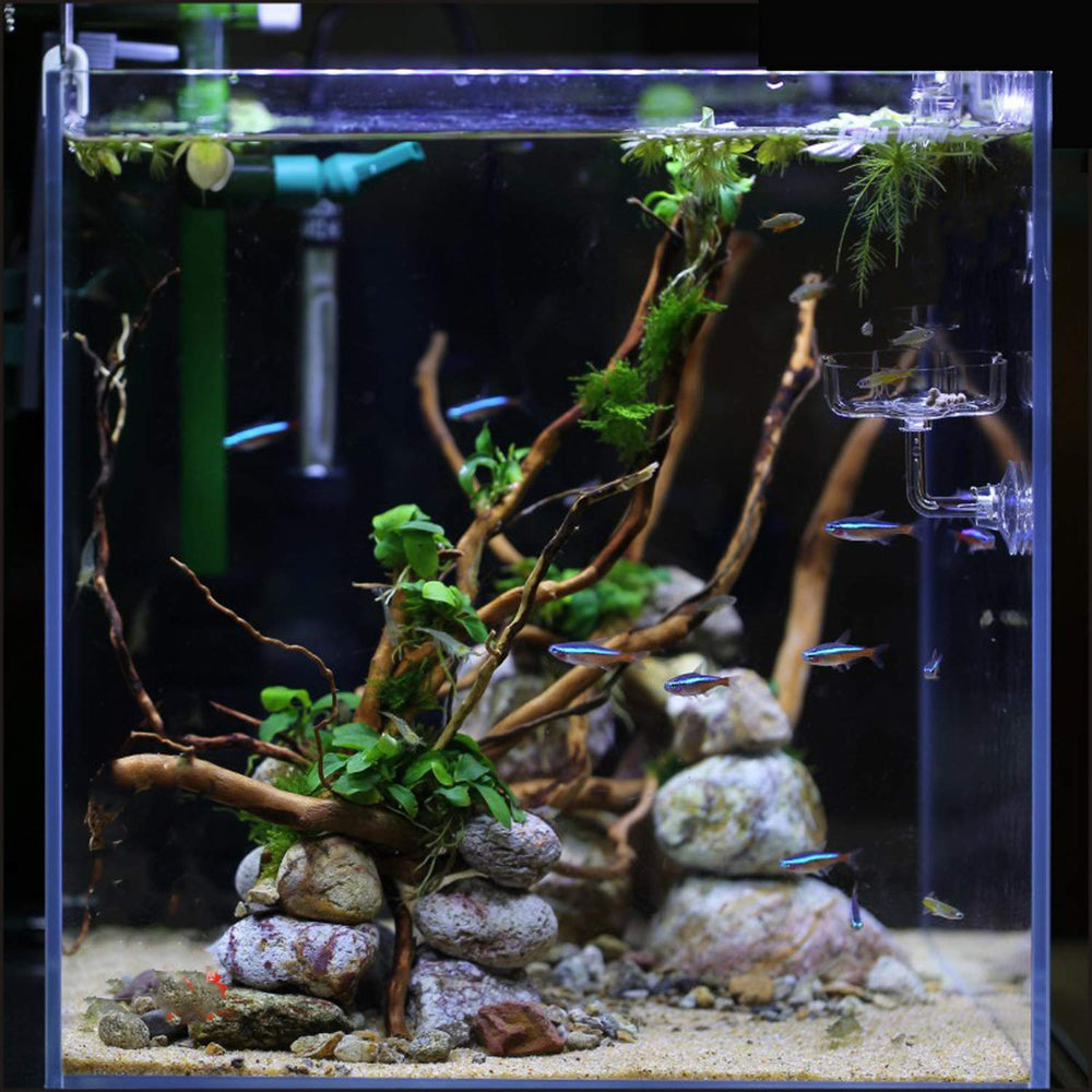 JZMYXA clear acrylic feeding dish offers a transparent view of the feeding area