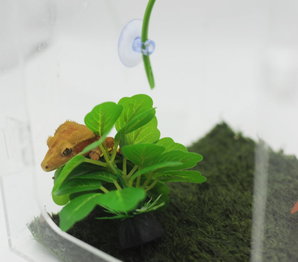 JZNCHP crested gecko hide provides a durable retreat in enclosures.