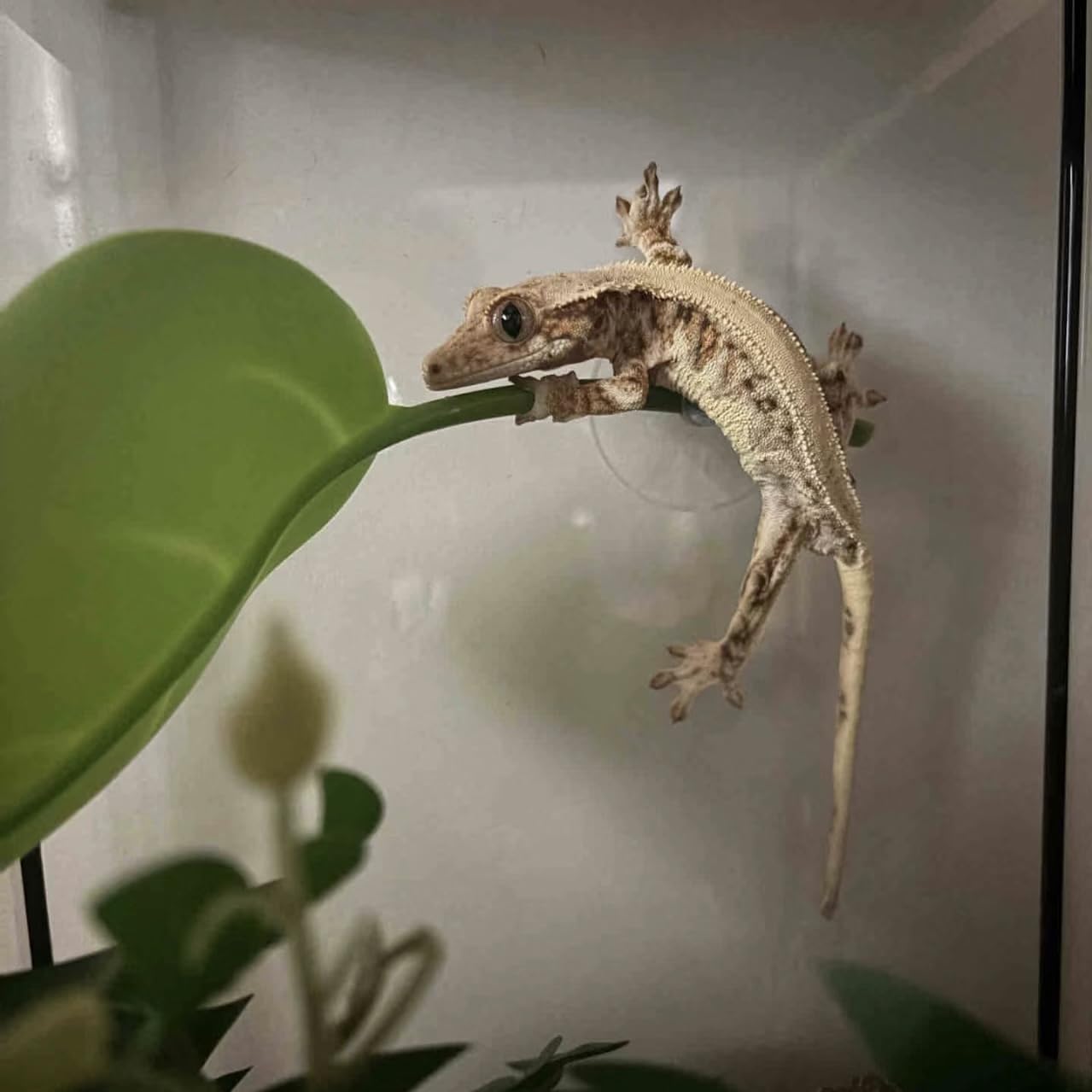 JZNCHP snake habitat accessories enhance enclosure customization and enrichment.