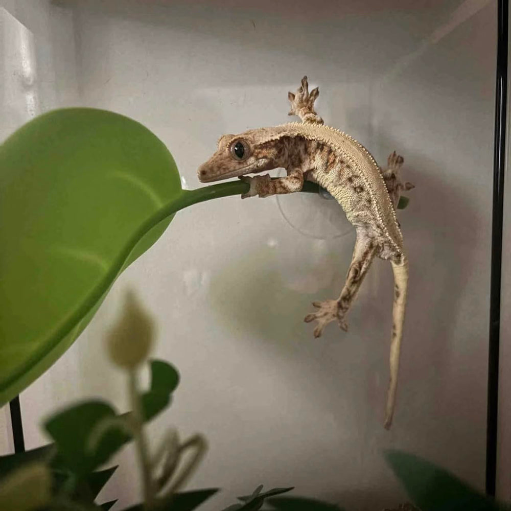 JZNCHP snake habitat accessories enhance enclosure customization and enrichment.