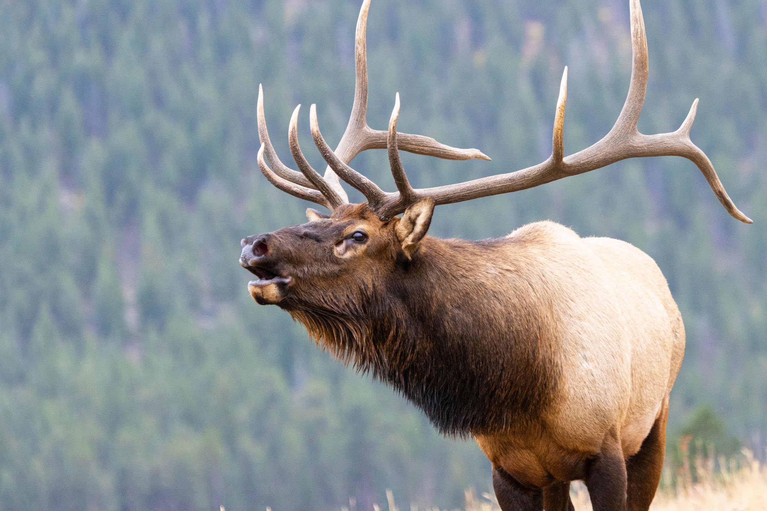 K-9 Antler Co eco-friendly cruelty-free antler chew