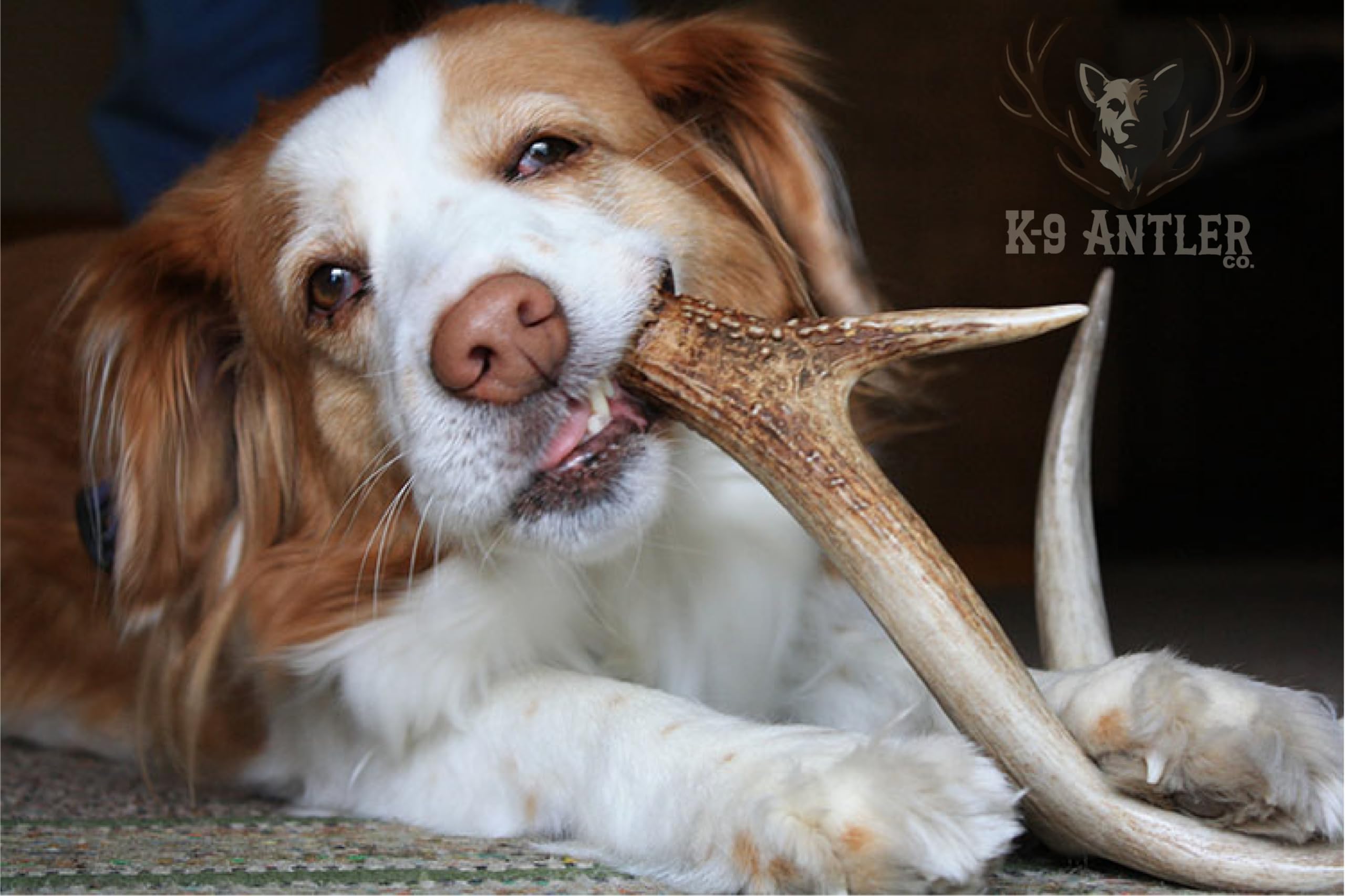 K-9 Antler Co USA-sourced elk antler inspected for safety and consistency.