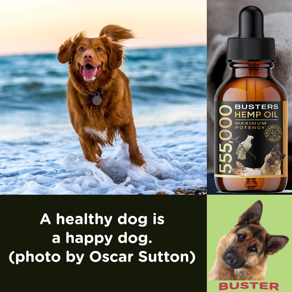 K2xLabs Buster's pet calming usage visual shows mood-friendly routines.