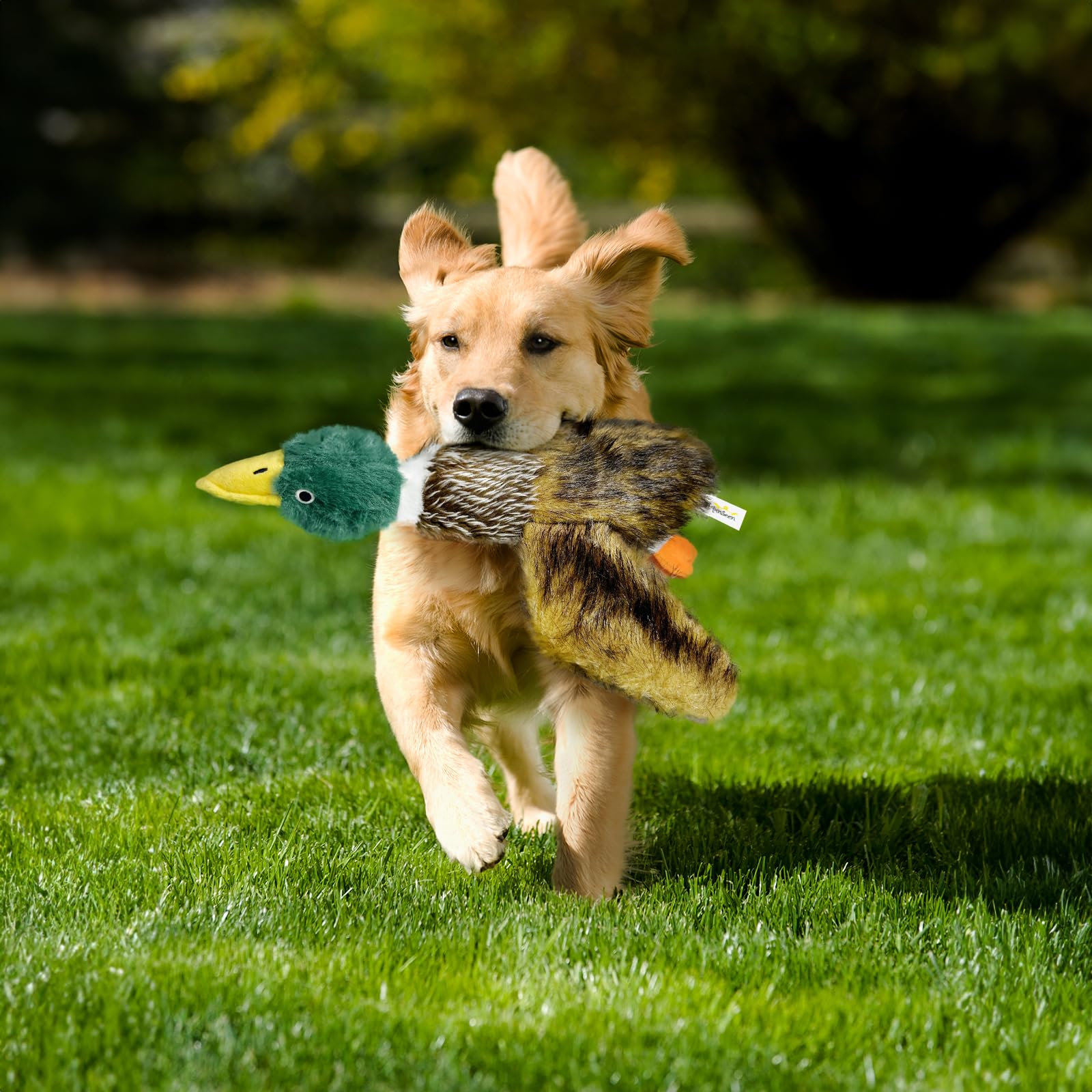 k8PurrDog safety-check note promotes supervised play safety