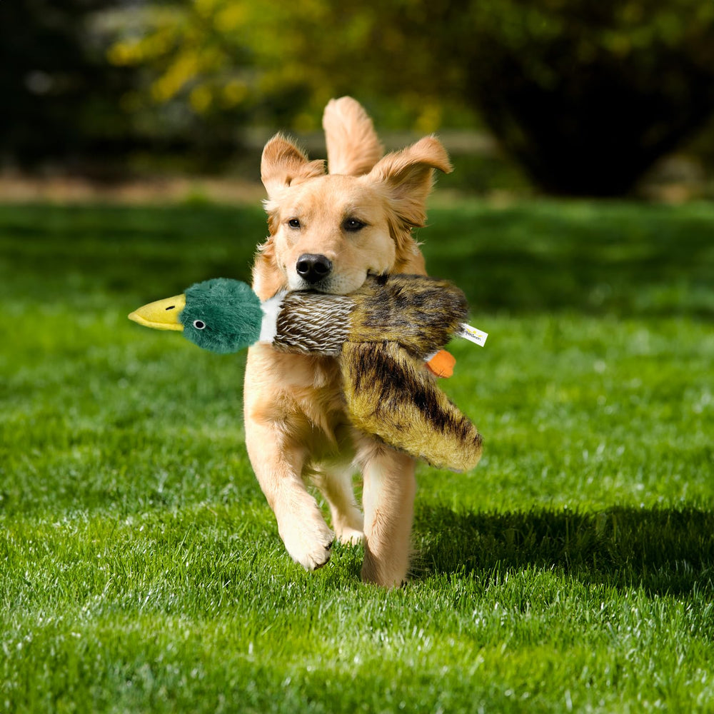 k8PurrDog safety-check note promotes supervised play safety