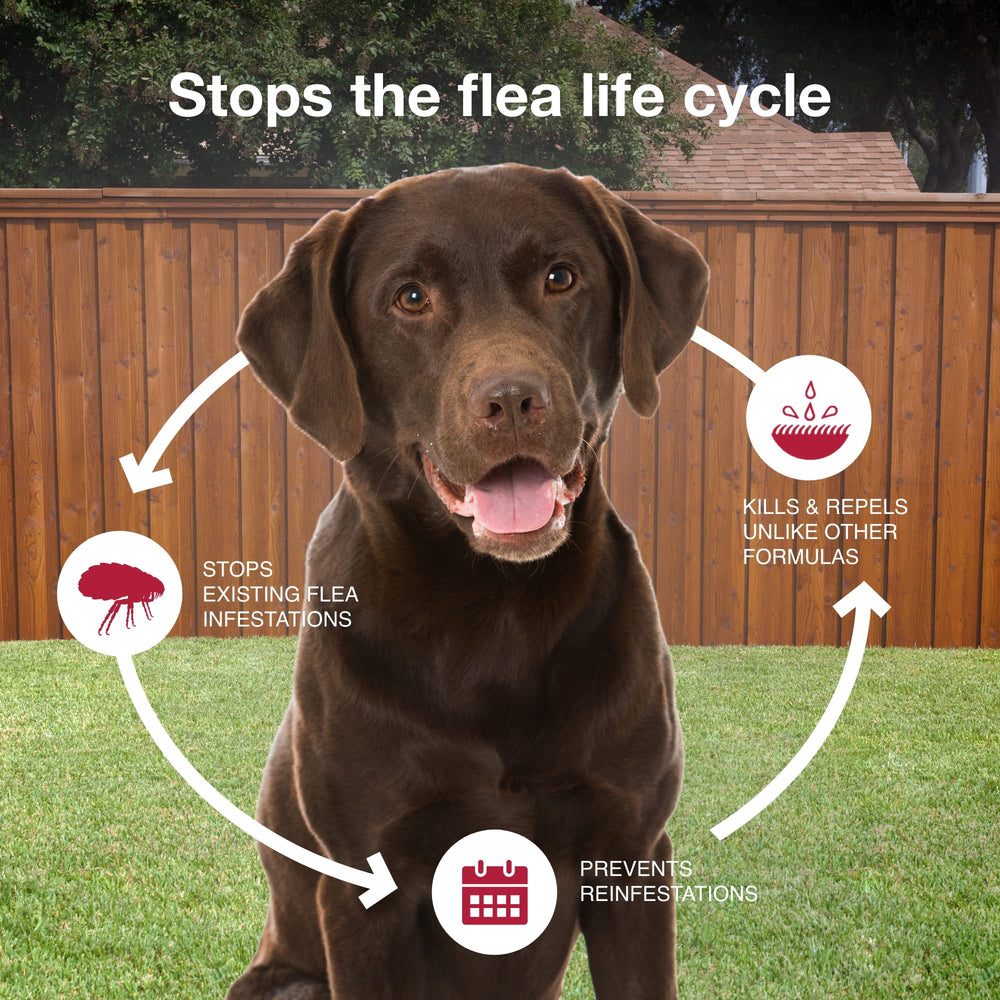 K9 Advantix II Large Dog suited for indoor and outdoor use.