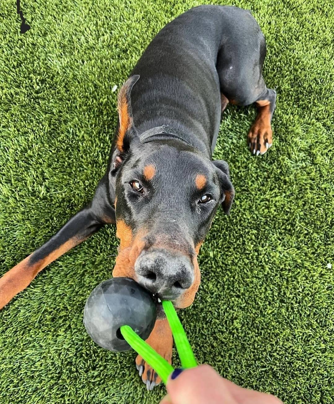 K9 Ops high-impact bounce fuels longer fetch sessions and training time.