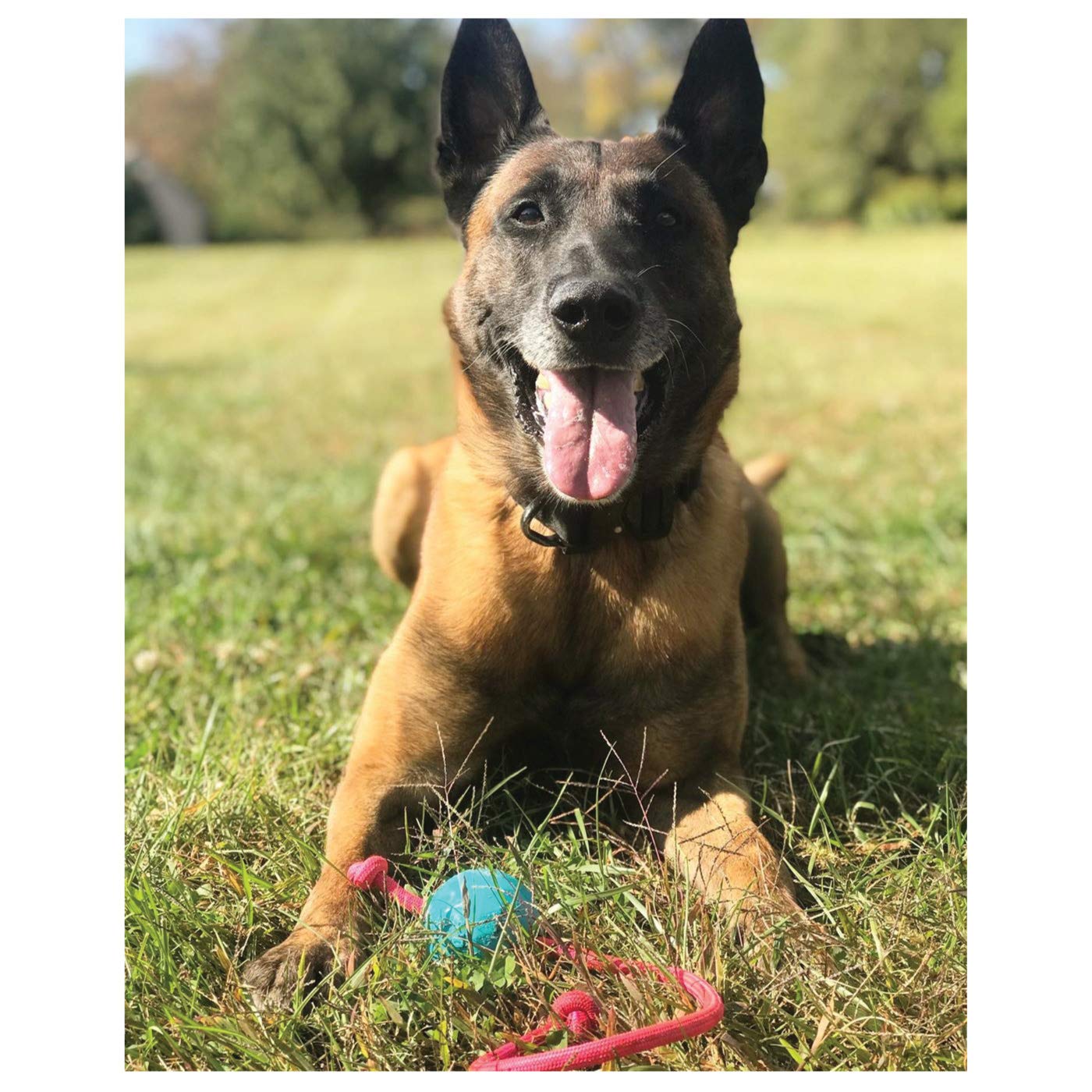 K9 Ops Moki Tug ball bounce action displays high-energy outdoor fun.