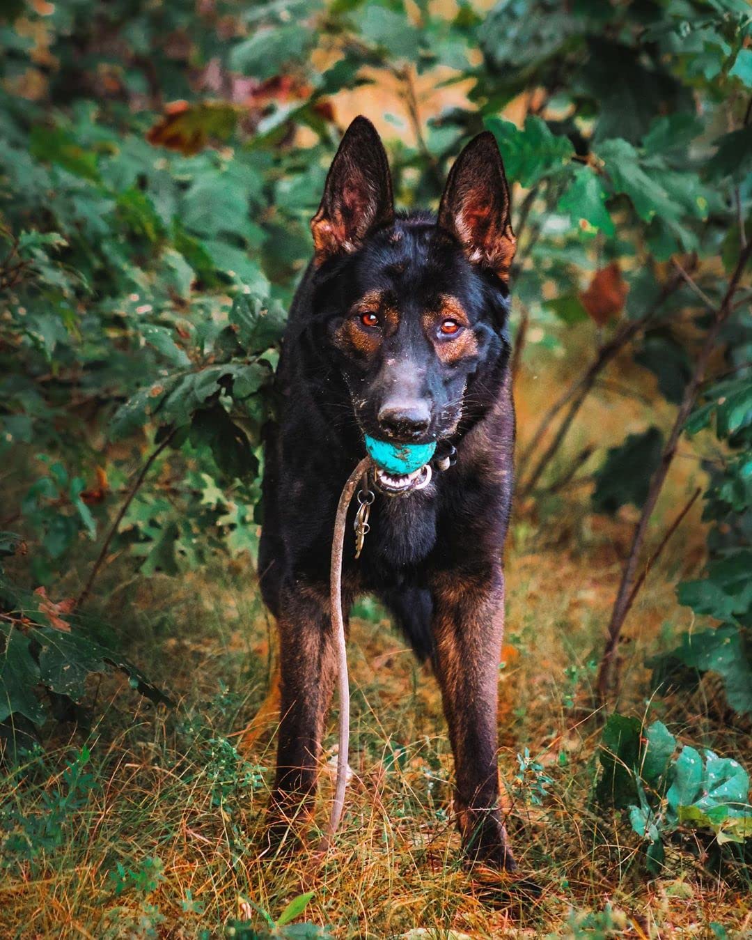K9 Ops Moki Tug Toy ball in air showing high bounce.