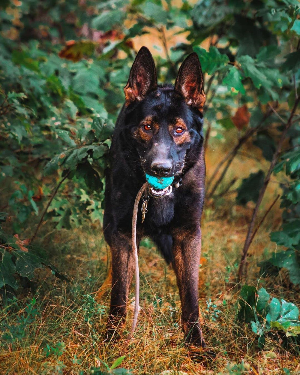 K9 Ops Moki Tug Toy ball in air showing high bounce.