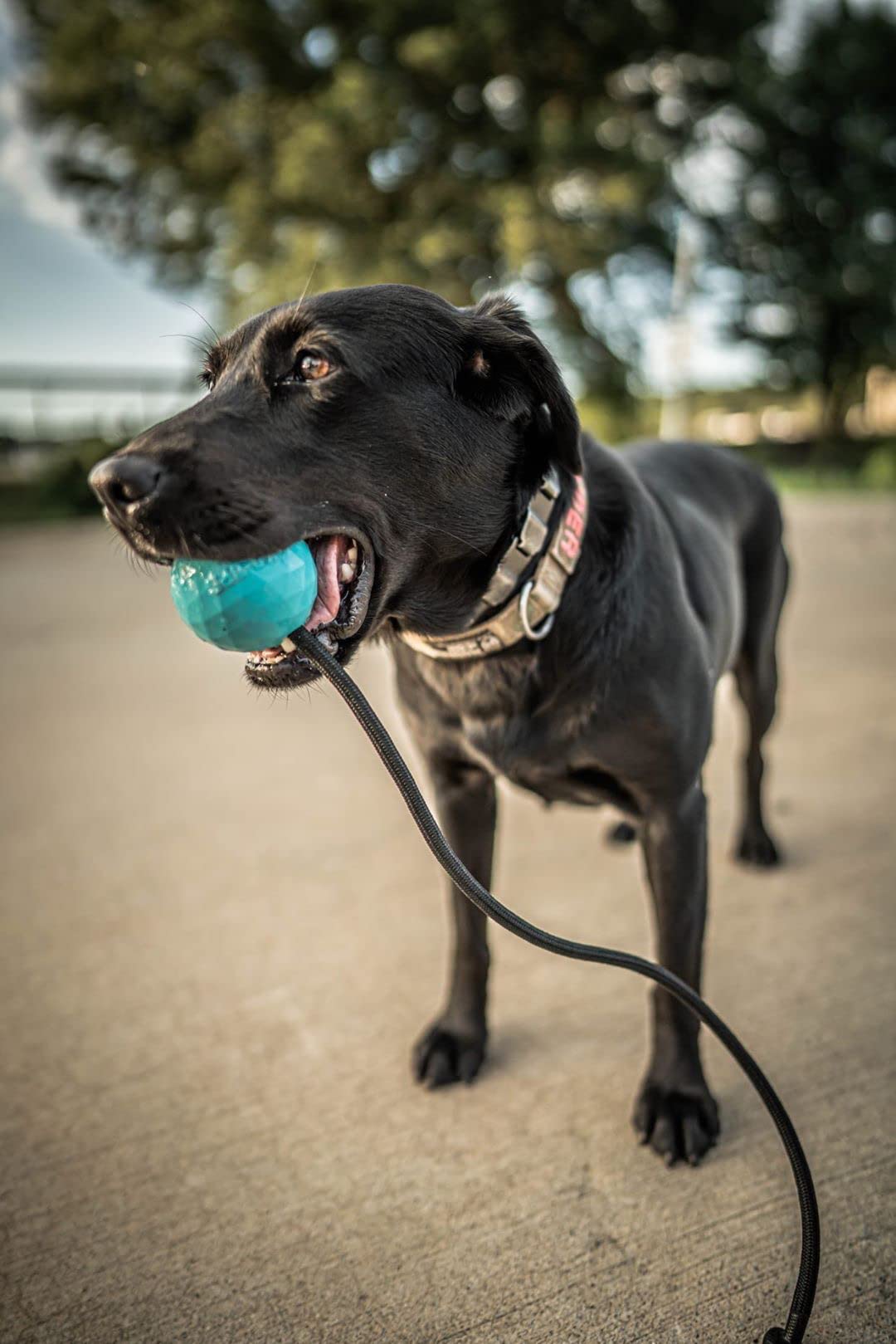 K9 Ops Moki Tug Toy durable rubber ball for aggressive chewers.